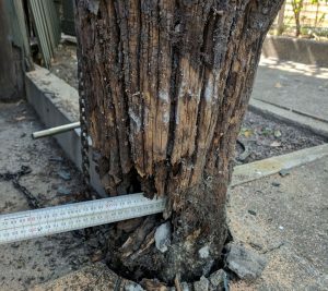 Rotten Timber Stumps Brisbane